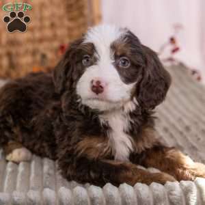 Honey, Mini Bernedoodle Puppy